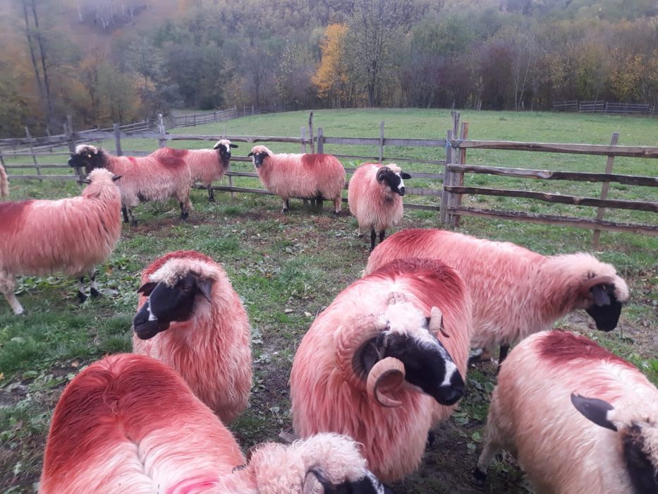 Vînd oi tinere si frumoase