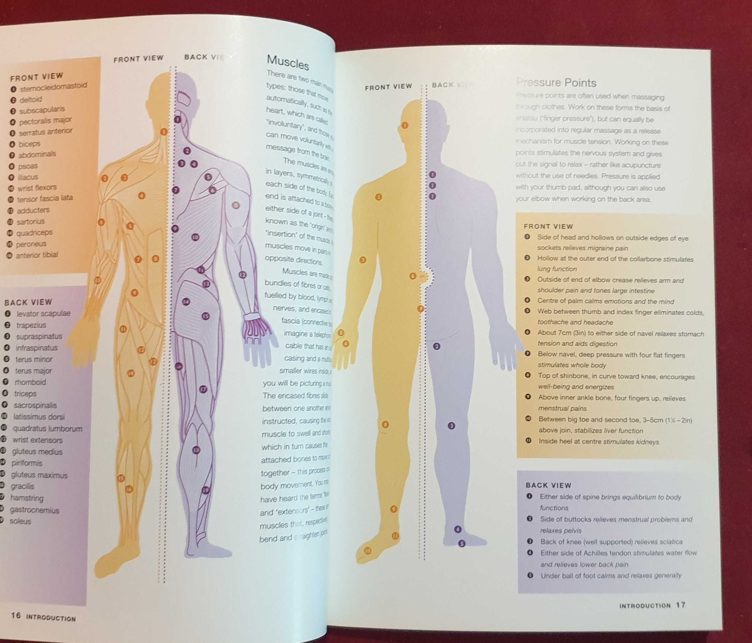 Основи на масажирането / Massage Basics.