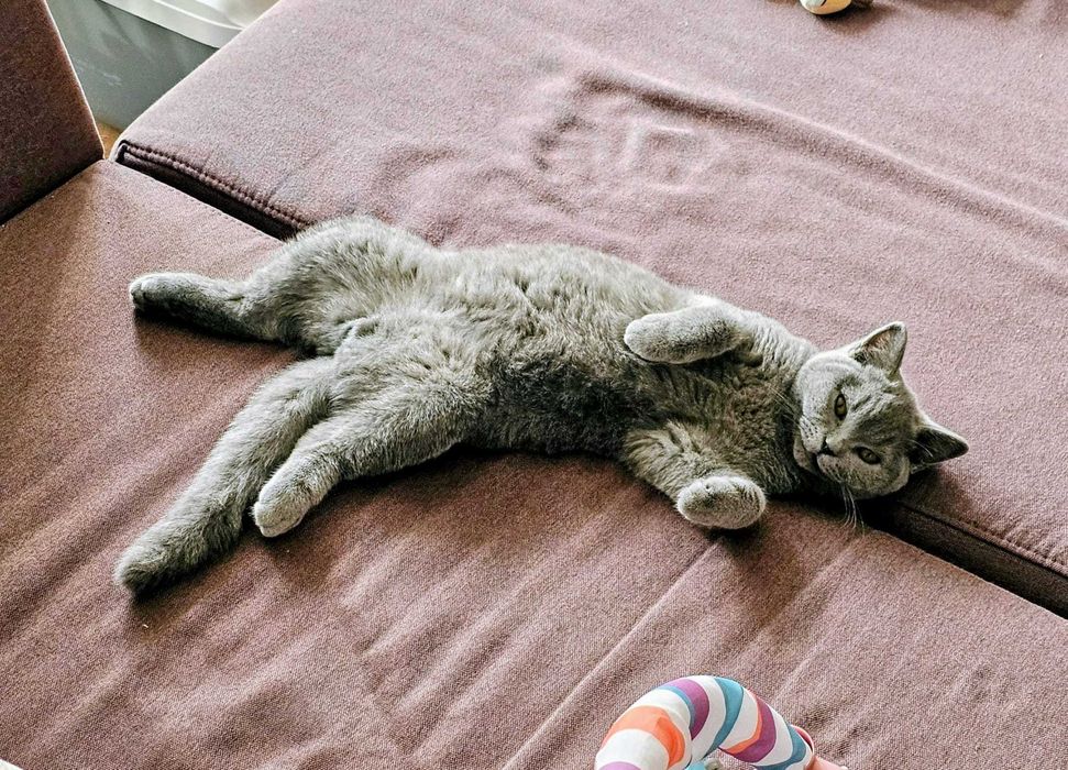 Motan Blue British Shorthair Sterilizat Constanta 1 an si 3 luni