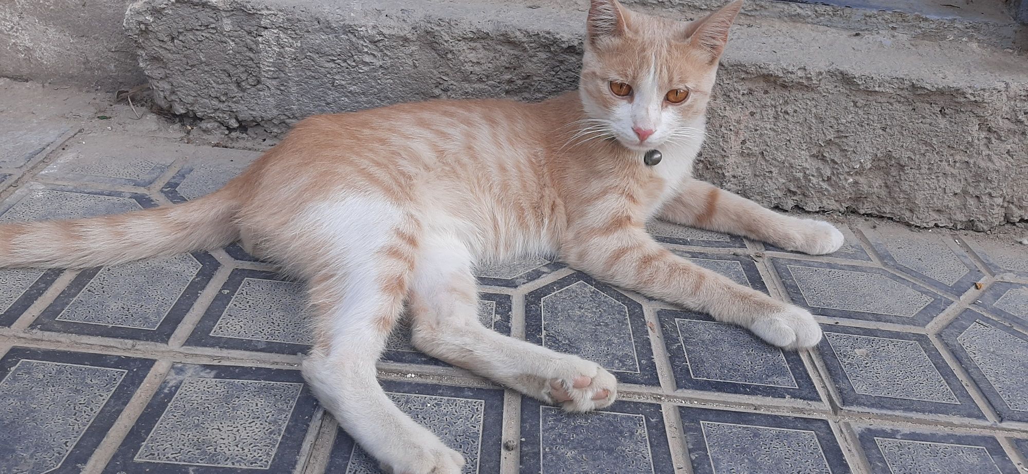 Отдам кота в добрые руки