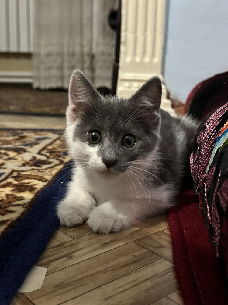 Котенок Породостый
