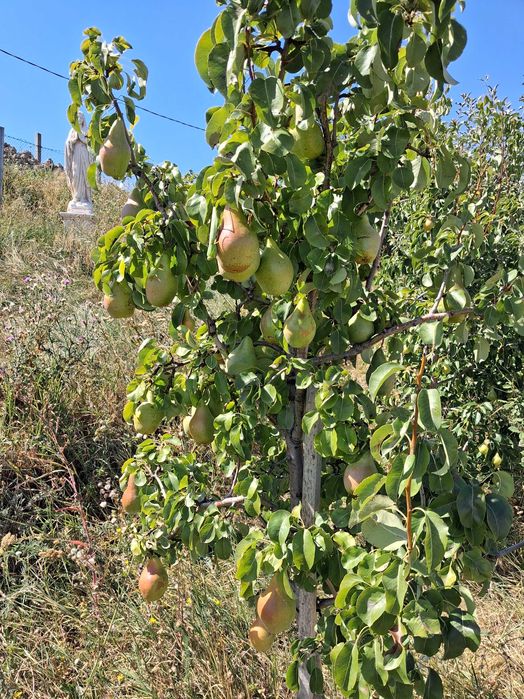 Pomi fructiferi categoria certificat