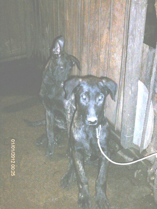 Белгийска и холандска овчарка