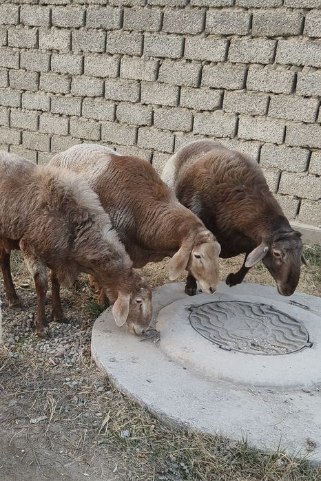 Арашан кочкорлар сотилади. Arashan qochkorlar sotiladi.