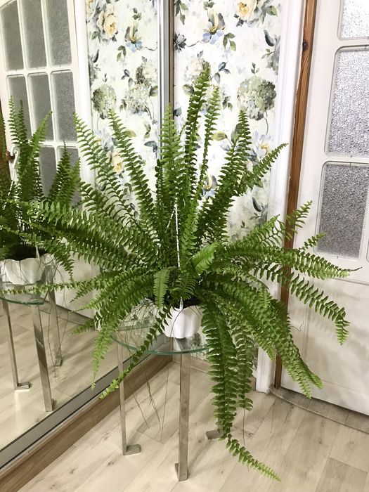 Домашние цветы, создающие уют