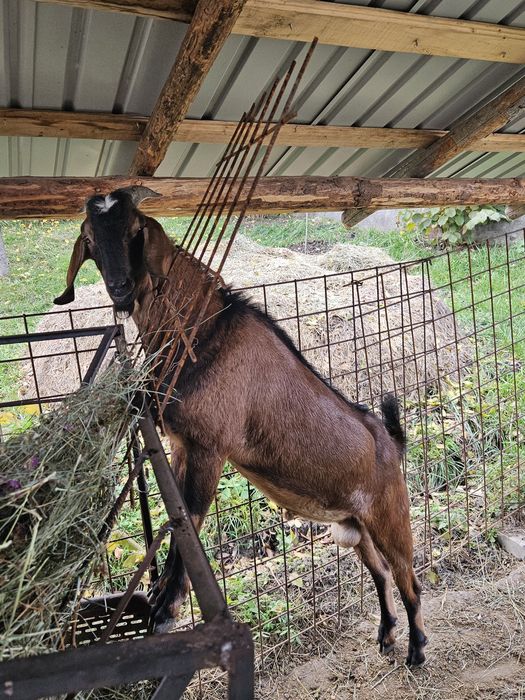 Vând țap Anglo-nubian, vârsta: 1 an