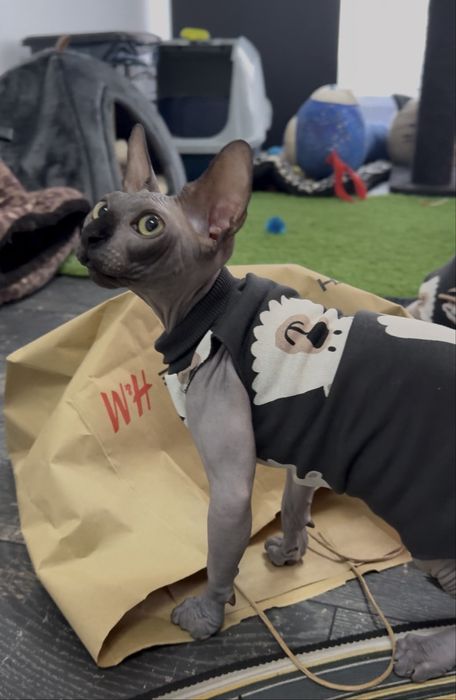 Pui Sphynx Canadian