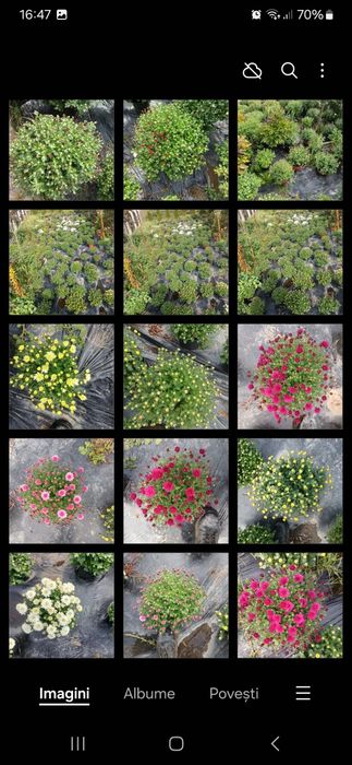 Crizanteme ghiveci mai multe culori