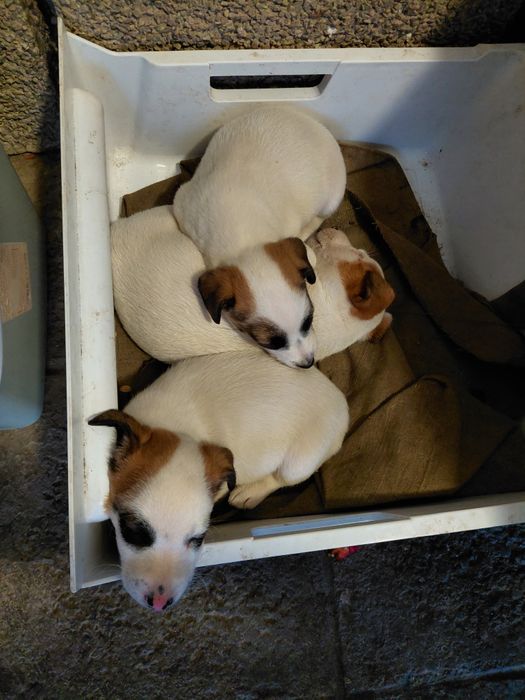 Джак Ръсел териер