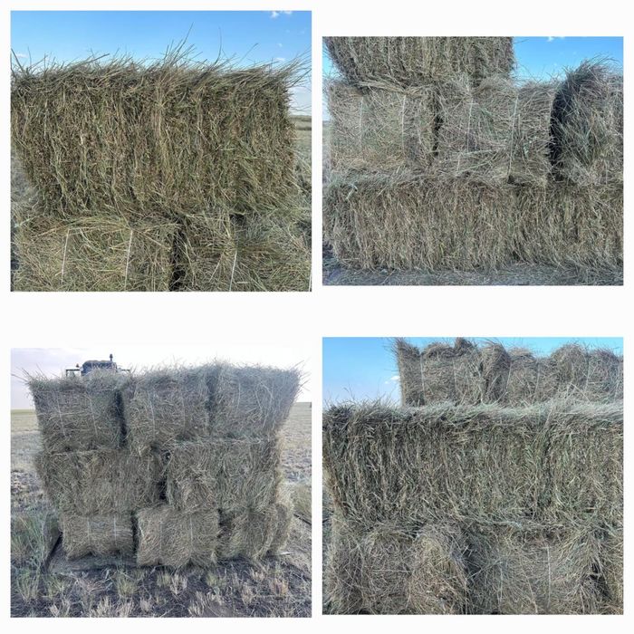 Продам сено тюкованное житняк
