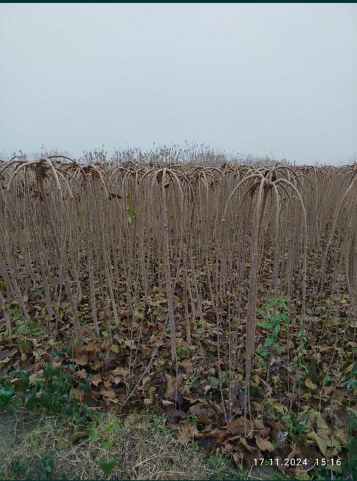 Зонтик тут кочатлари сотамиз