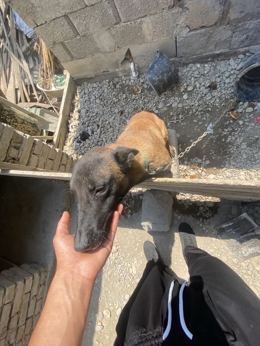 БЕЛГИЙСКИЙ МАЛИНУЙ AFCHALKA ZOTI TOZA bemalol ozilar korib olasilar sh