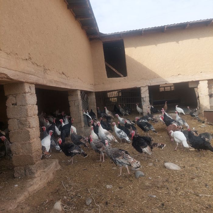 Kurakalar sotiladi Tuxum qoʻyiwi bowlagan