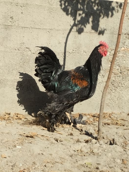 Хурозлар сотилади