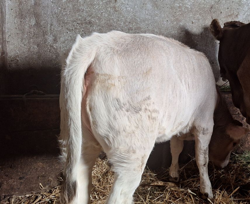 Vând vitea din monta grasa