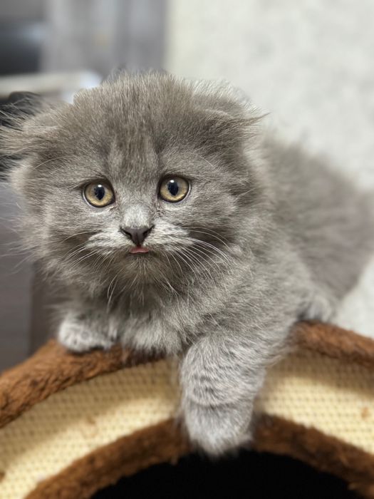 Шотландский котёнок Highland Fold, 2 месяца, мальчик
