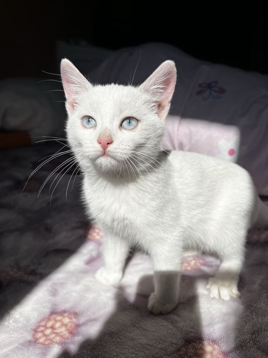 котята, с доставкой