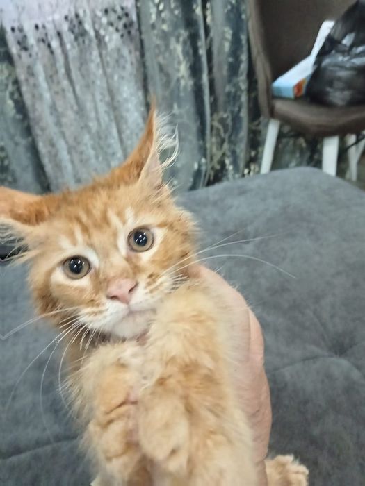 Котятки мейн-куна