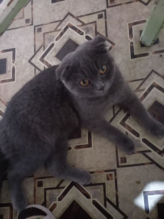 Продаем шотландского вислоухого кота( Scottish Fold)