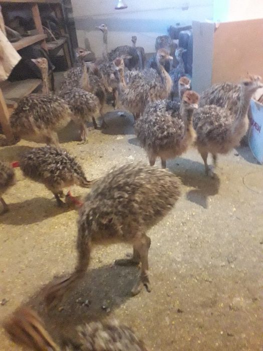 OCAZIE!!! pui de struti