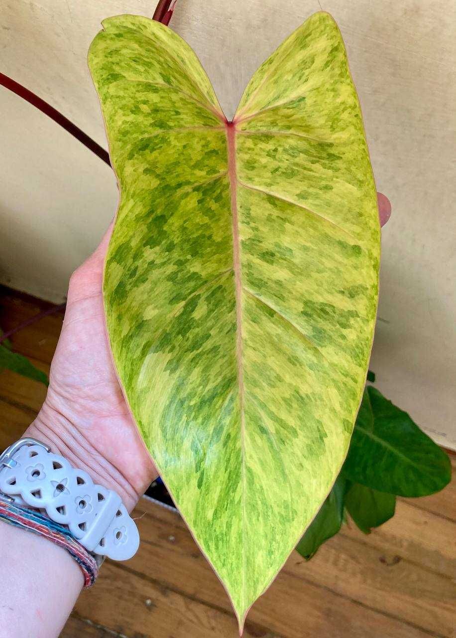 Роскошный филодендрон медуза (Philodendron Medusa), взрослое растение