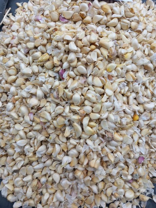 Usturoi de pus în pământ și consum