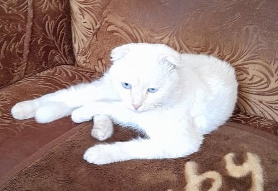 Пропал кот в районе 19мкр