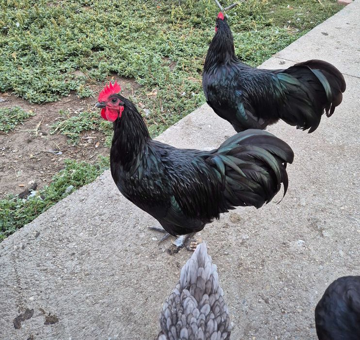 Vând cocoș rasa Australorp