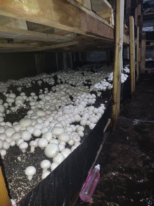 Шампиньон етштришни 0 дан ургатамиз