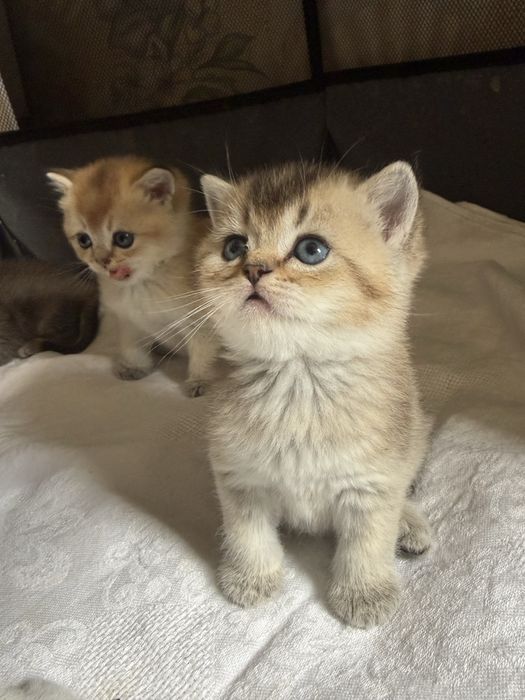 Котята золотые шиншиллы