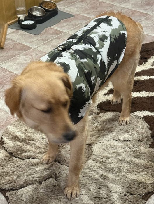 Haina catei talie medie