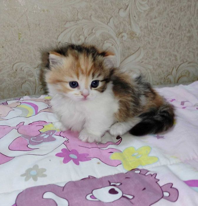 Продается шикарный котенок Манчкин, девочка.