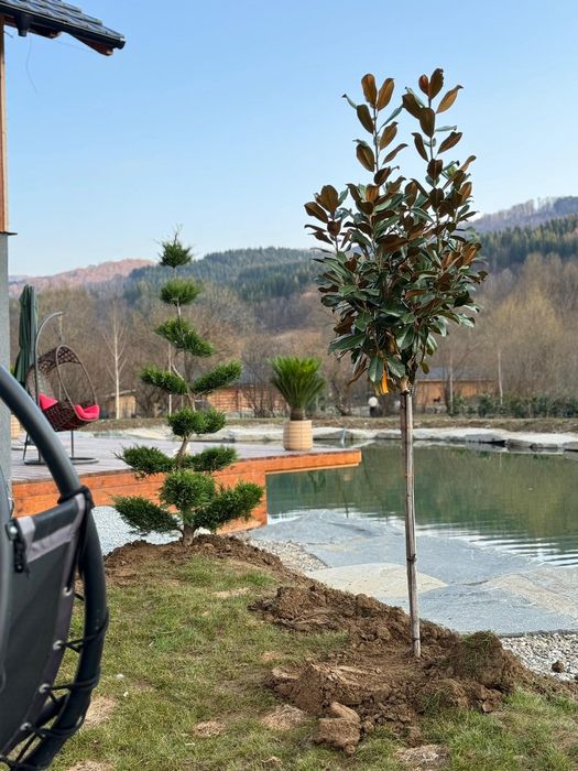 Plante ornamentale de gradina, exterior si interior, tuia,gard viu etc