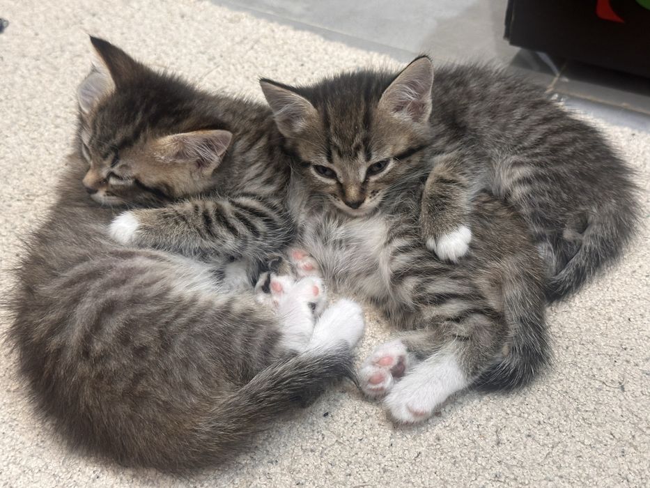 Отдам котят в добрые руки