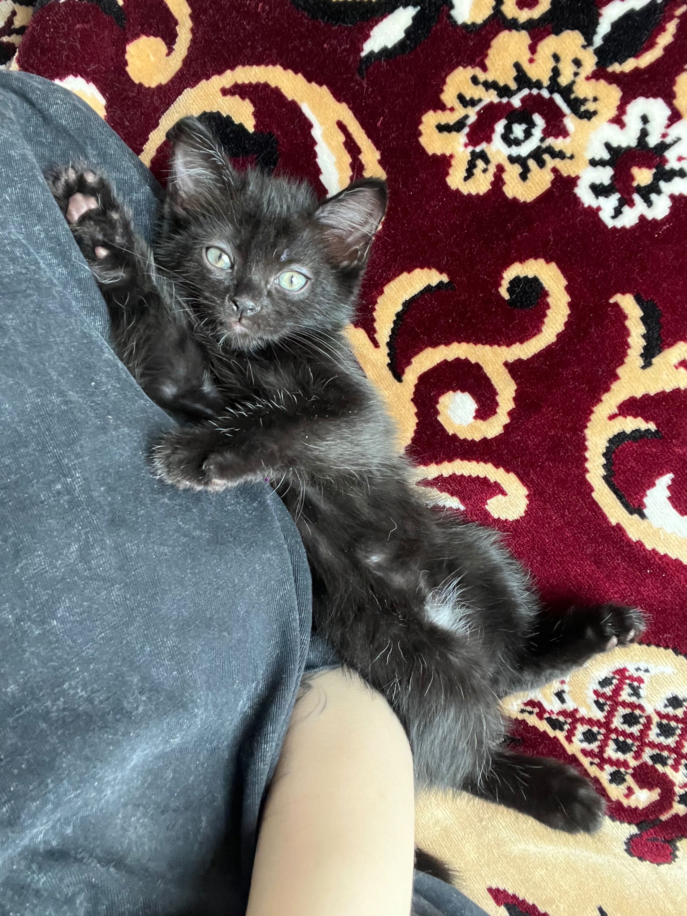 Отдаю котят в добрые руки