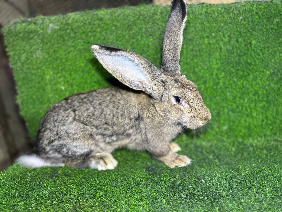 Velikan quyon sotiladi