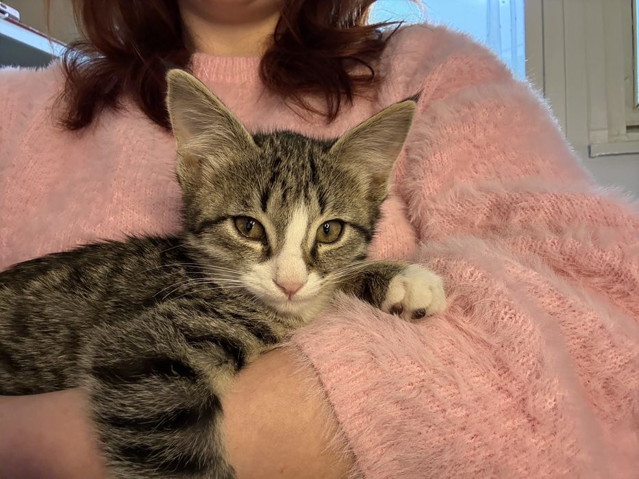 Отдам котенка, 3 мес, девочка. Ташкент