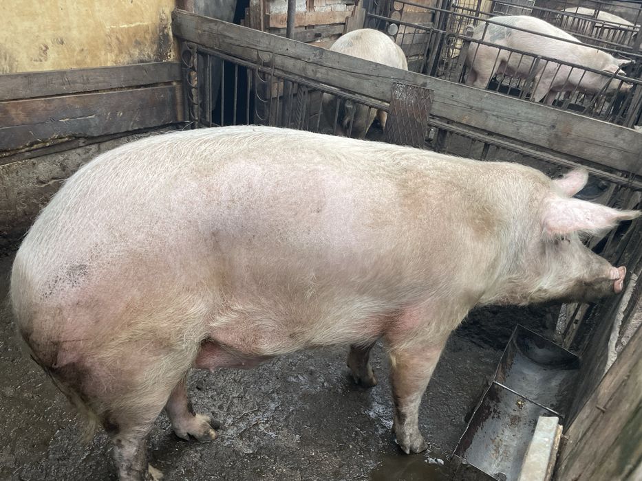 Прасета ………………..