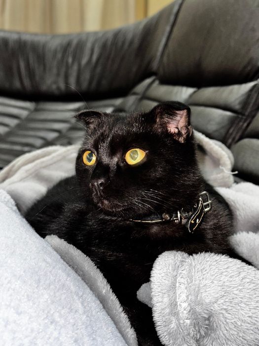 Отдам кота в хорошие руки.