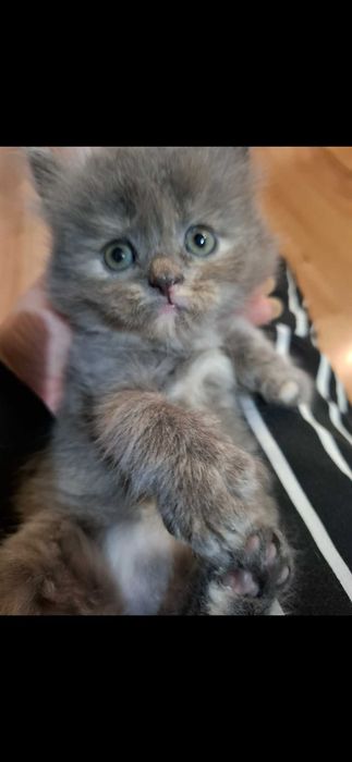 Персийски котета