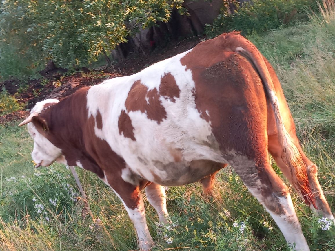 Viței  tineri de vânzare