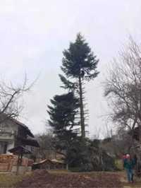 Рязане на опасни дървета и почистване на дворове