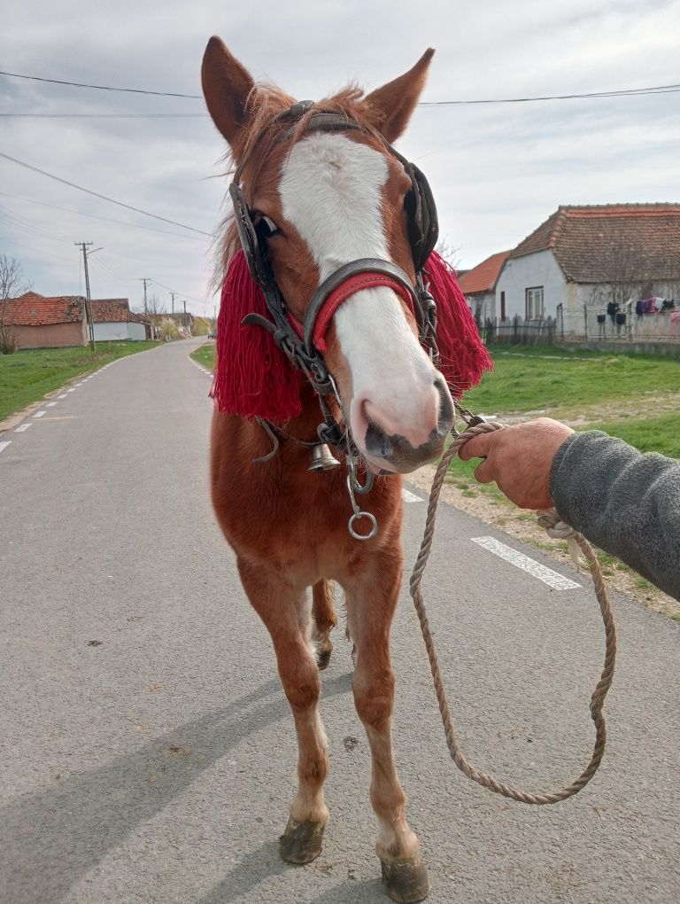 Vând mânză 11 luni