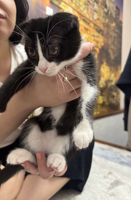 Вислоухий котенок