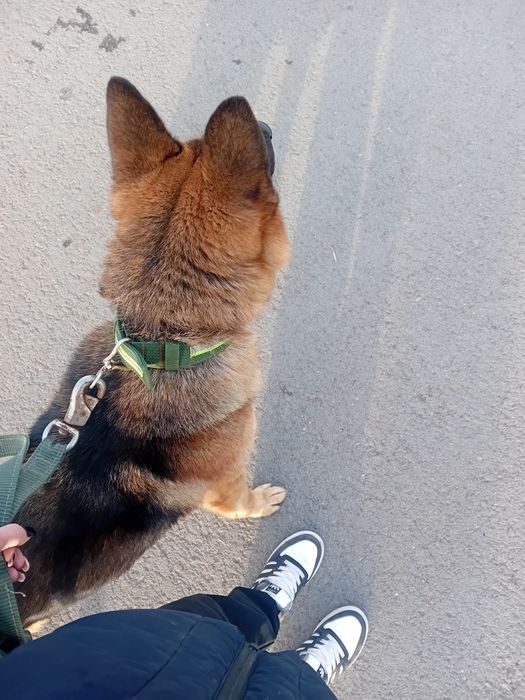 Предлагаю кобелья на вязку