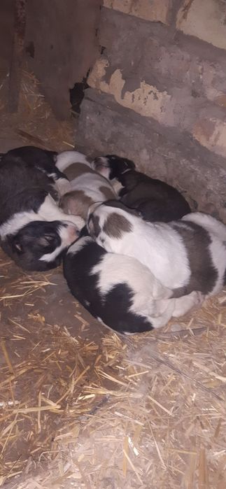 Кучуклар сотилади.