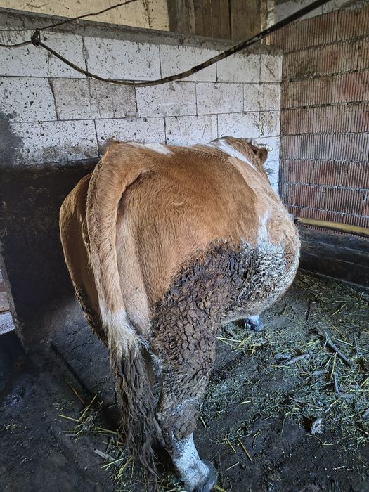 Vaca și juninca de vanzare