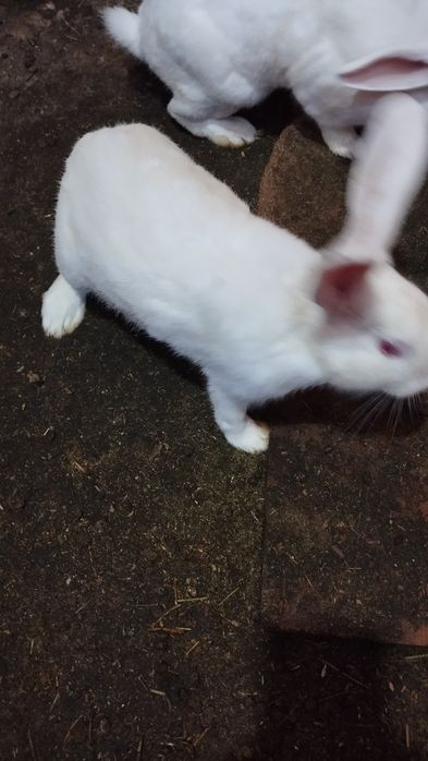 Кролики порода белый великан