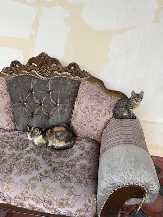 мушукларни яхши қолларга топширамиз