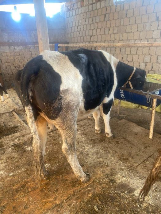 Ona bola sigir 2ta buzoqchasi bor